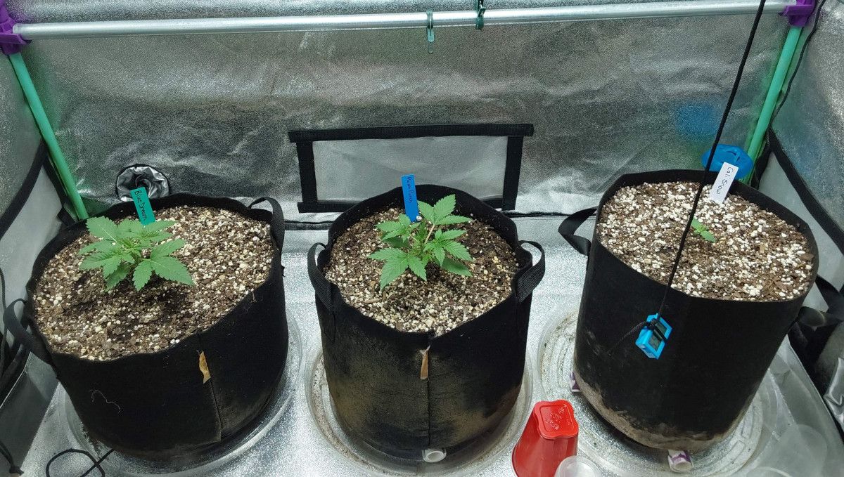 Blue Dream Auto ช่วงต้นวัยเจริญ | สัปดาห์ที่ 2