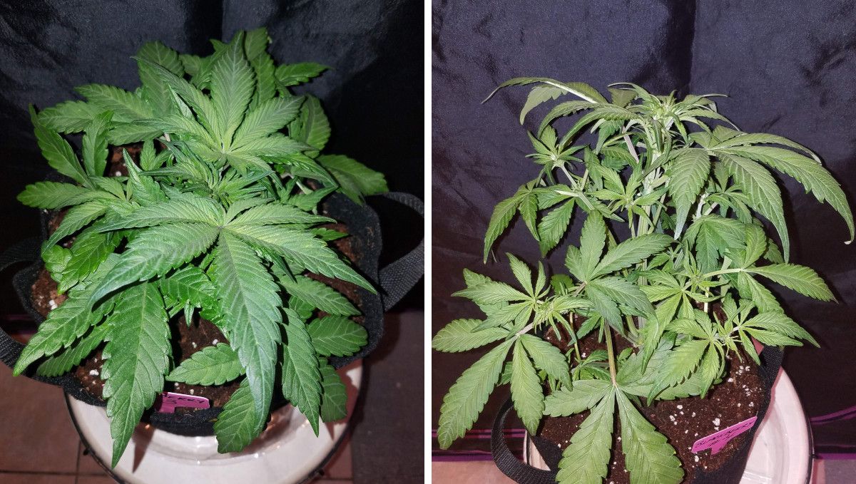 Blackberry Auto cannabis strain: mid veg | weeks 3-4 | an indoor plant slowly taking off