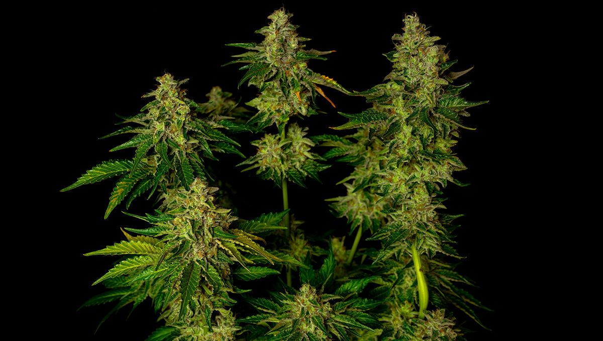 The top 5 best autoflower strains for insomnia: afghan kush auto