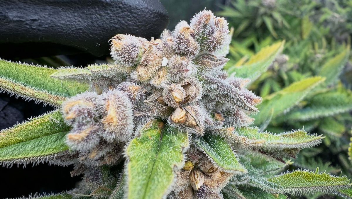 Gorilla Cookies