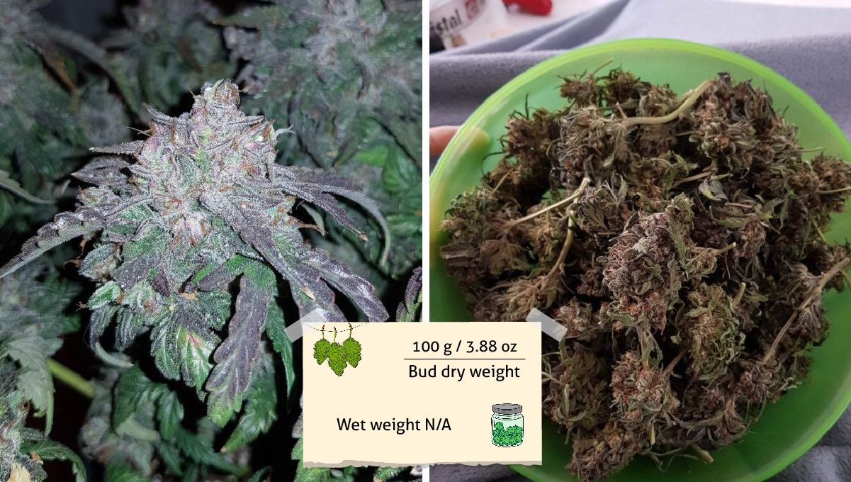 Bubba Kush Auto cannabis strain: yield and smoke report