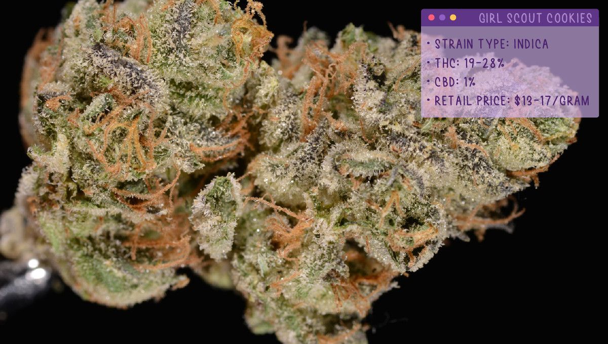 22 Beste Weed Sorten zum Probieren 2022: Girl Scout Cookies
