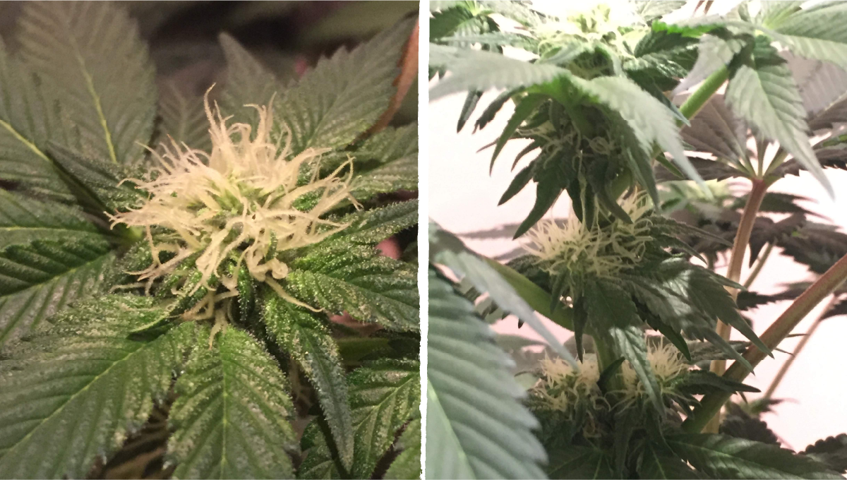 Cookies kush cannabis strain week-by-week guide: early flower | weeks 6-7
