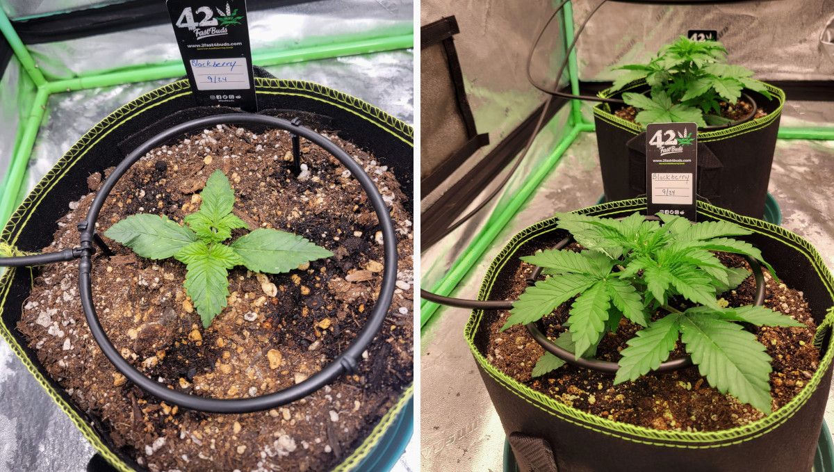Blackberry Auto cannabis strain: early veg | week 2 | a marijuana plant commencing its vegetative growth indoors in a pot filled with coco and an automatic drip system
