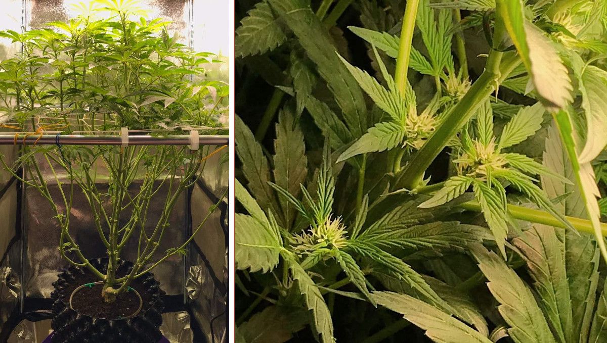 Vanilla Kush cannabis strain: early flower | week 10