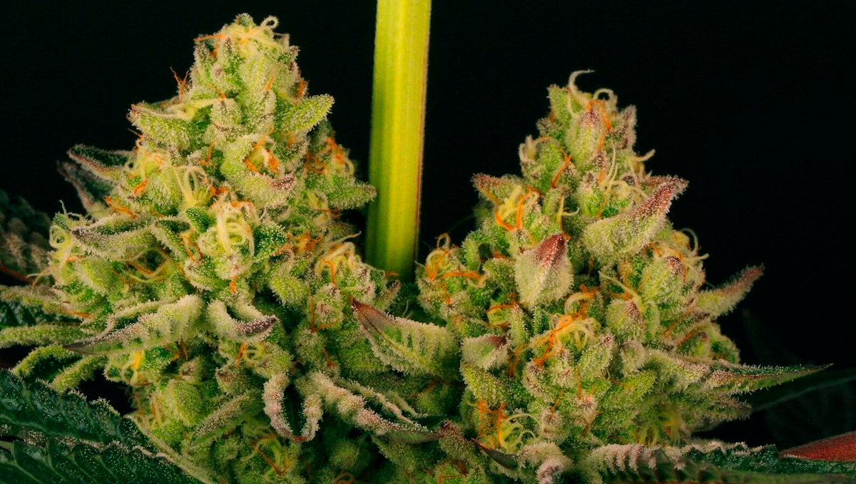 10 Best Strains for Female Arousal in 2022: Do Si Dos