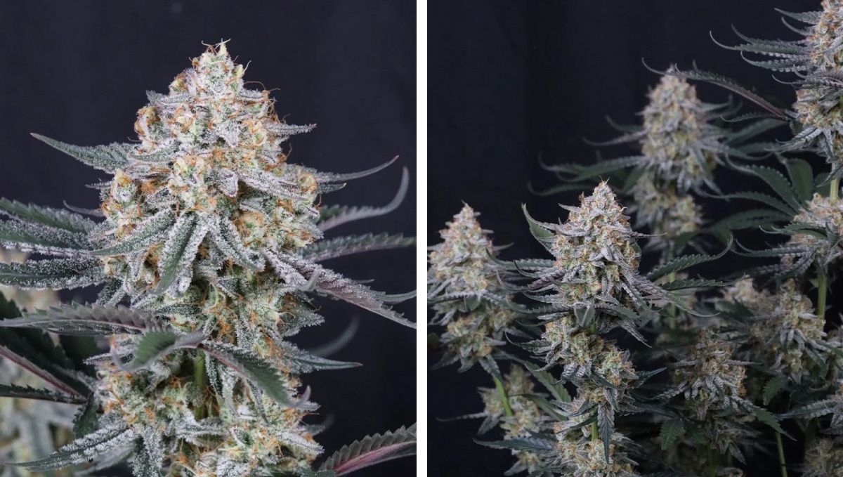 guava sundae