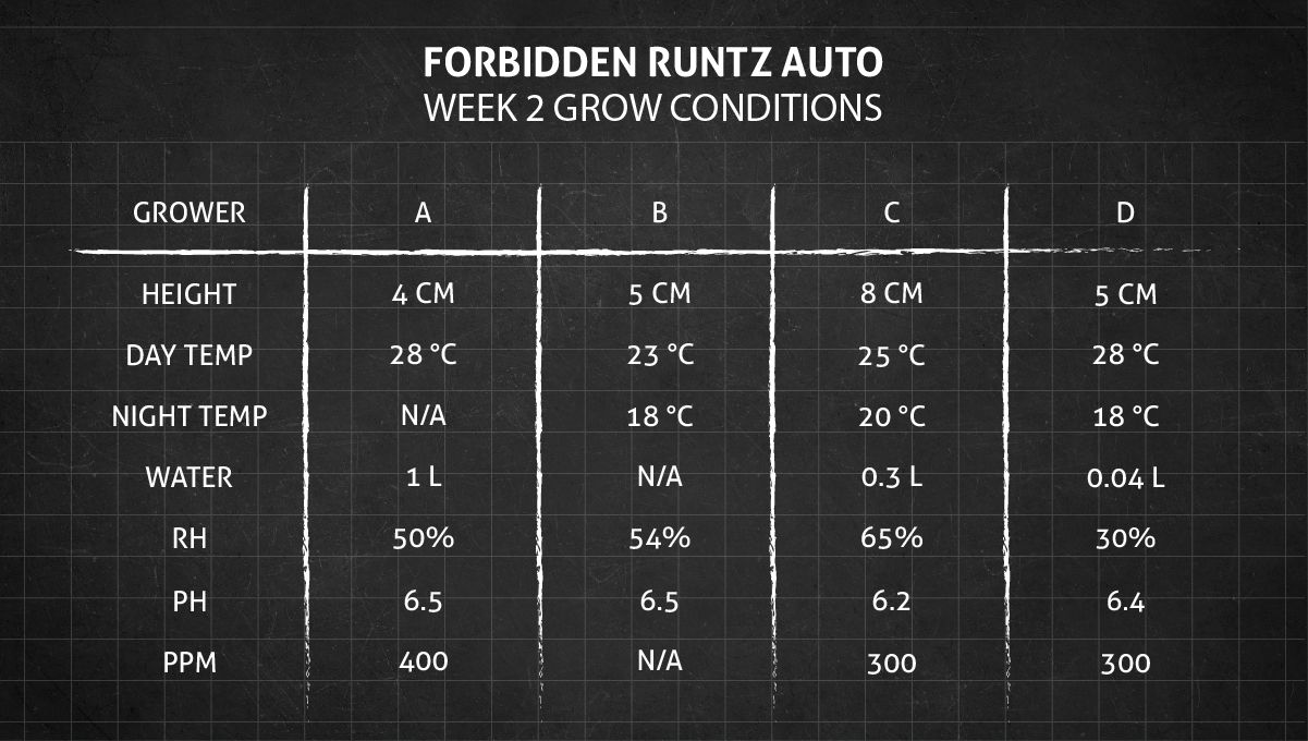 Forbidden Runtz Auto 대마 스트레인 주차별 가이드: 2주차 성장 조건