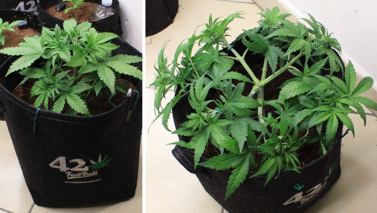 Cream Cookies Auto cannabis strain: mid veg | weeks 3-4 | a compact low-profile plant with branches spred flat and some fan leaves removed