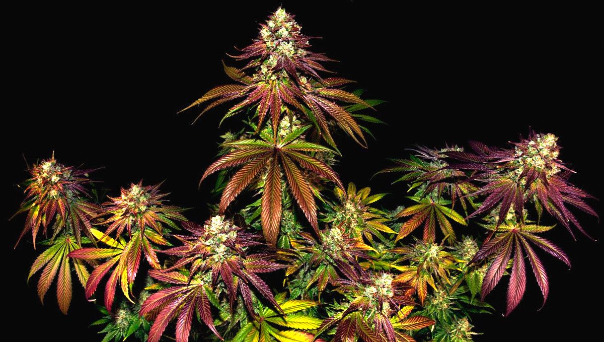 15 Best Strains for Male Arousal in 2022: Mimosa