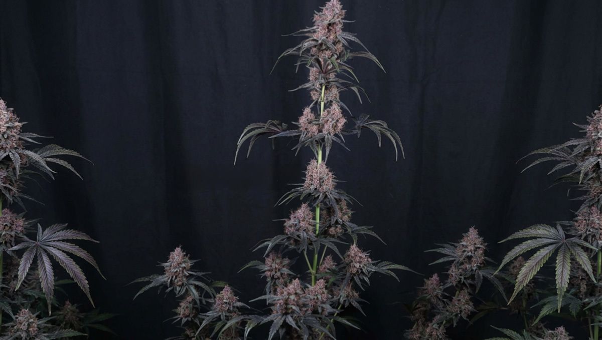 Mango Cherry Runtz