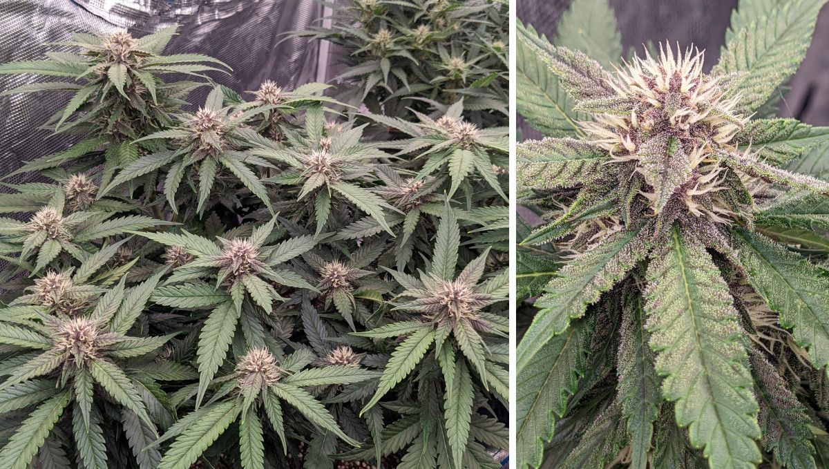 Banana Purple Punch Auto भांग स्ट्रेन: मिड फ्लावर (थोक फेज) | सप्ताह 7-8 | बिना डिफोलीएटेड इनडोर पौधा