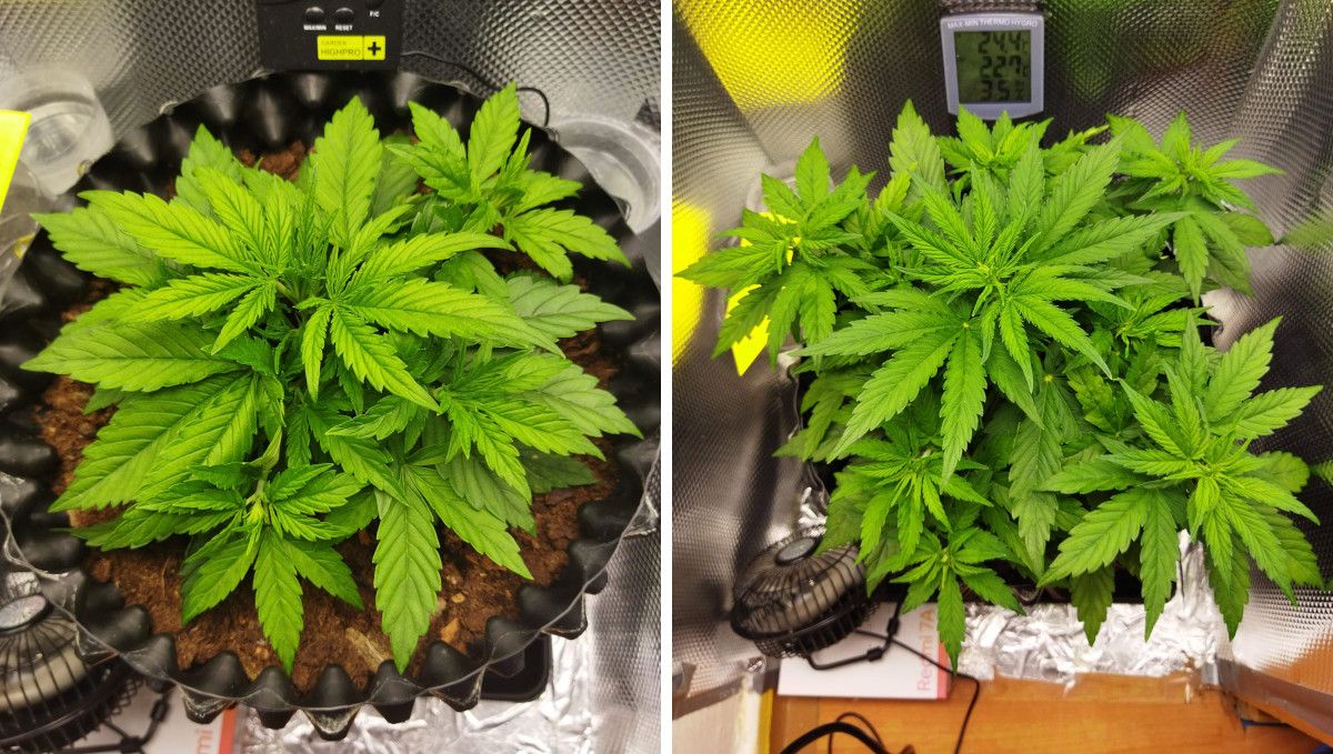 オートマザール大麻ストレイン：中期ベジ | 3-4週目 | 背丈低くブッシュ状の若株の成長