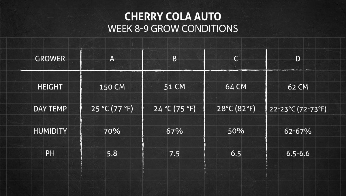 Cherry Cola Auto: เงื่อนไขปลูก 8-9 สัปดาห์
