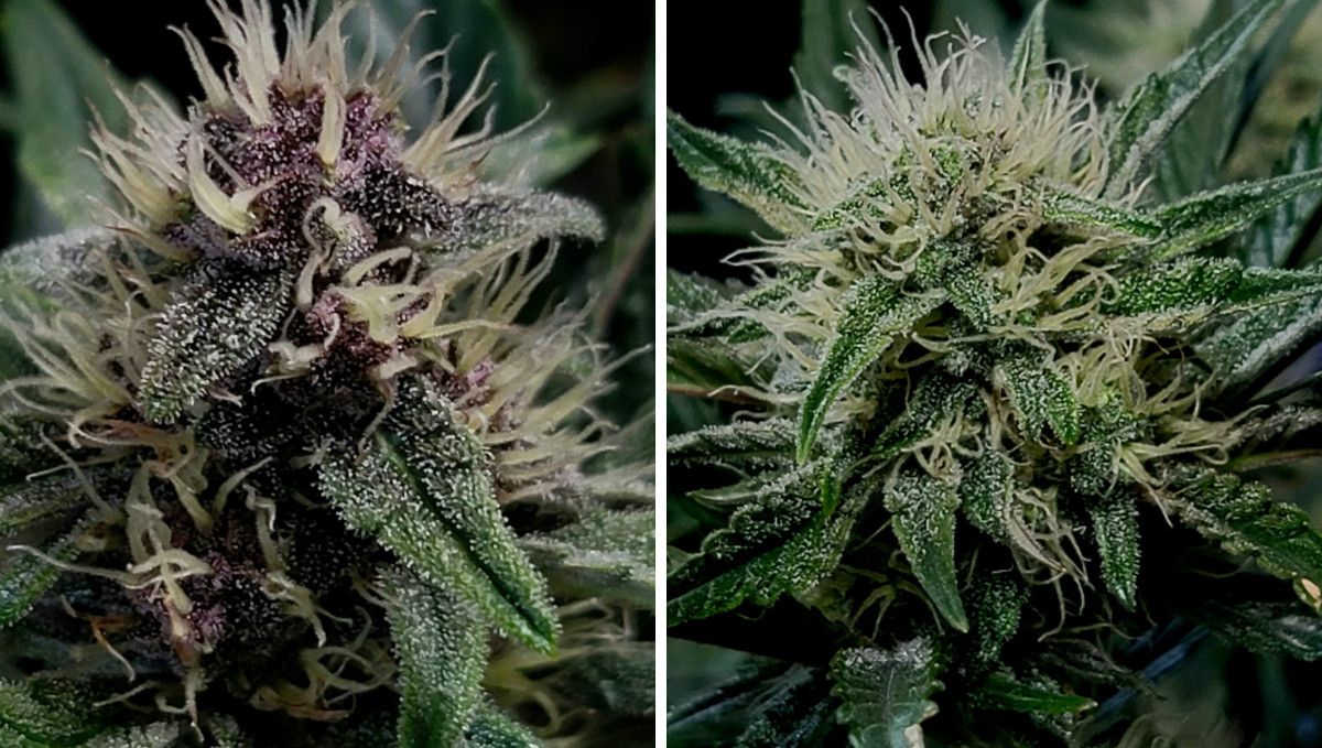 Purple Punch Auto Plants Seed Week-by-Week Guide: Two closeups of plants flowers with white pistils and first frosts on calyxes and sugar leaves