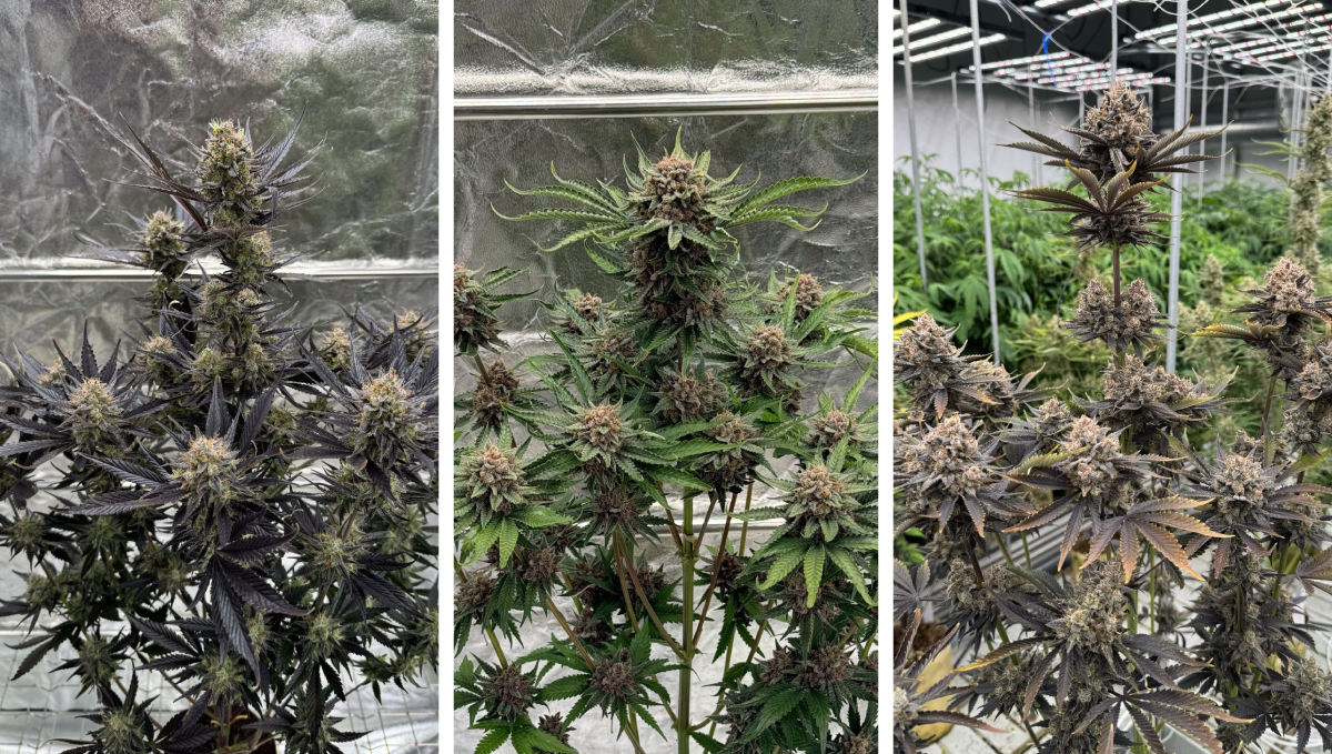 展示Guava Auto RF3及其他基因新品种。