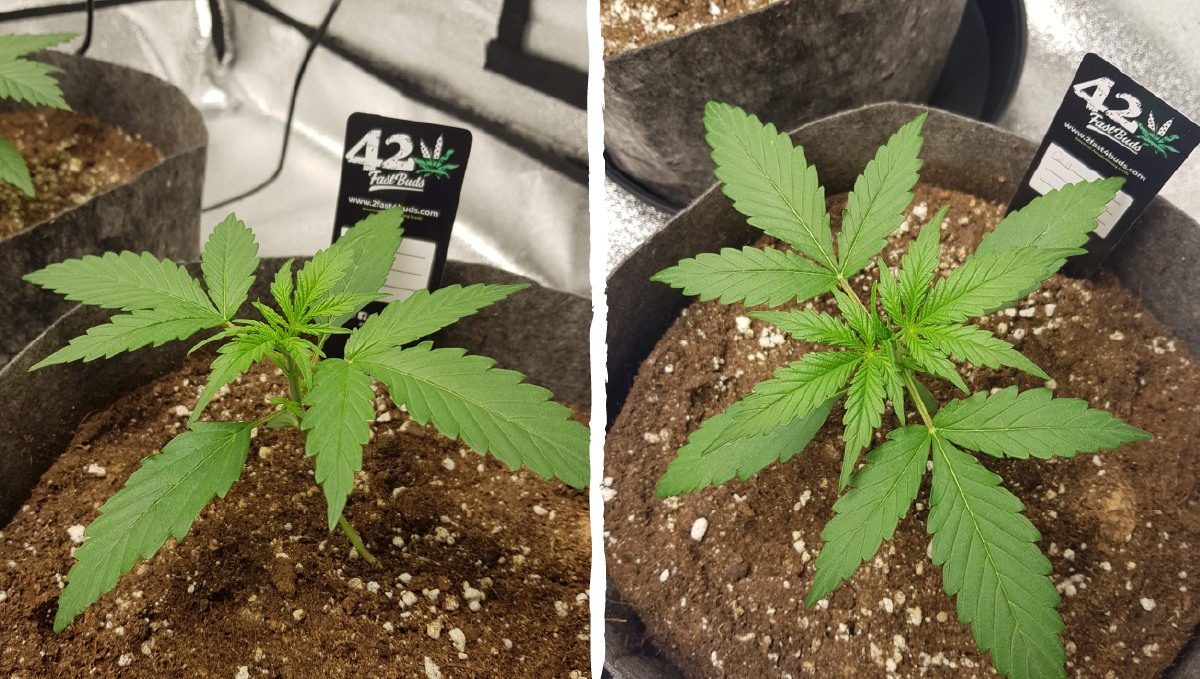Cinderella auto week-by-week guide: vegetative stage week 1