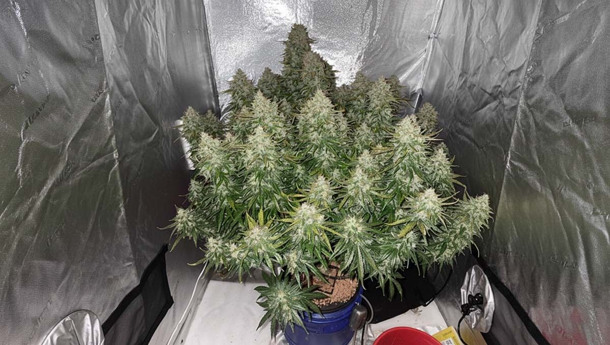Jack Herer