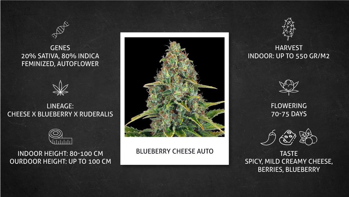 Blueberry Cheese Auto cannabis strain: specs sheet