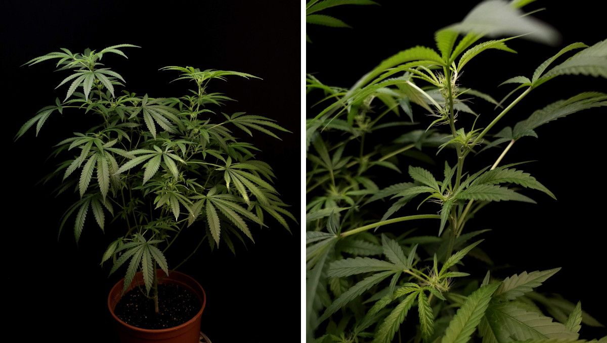 GG4 Sherbet FF cannabis strain: transition (pre-flower) | week 7 | stretching and showing the first hairs