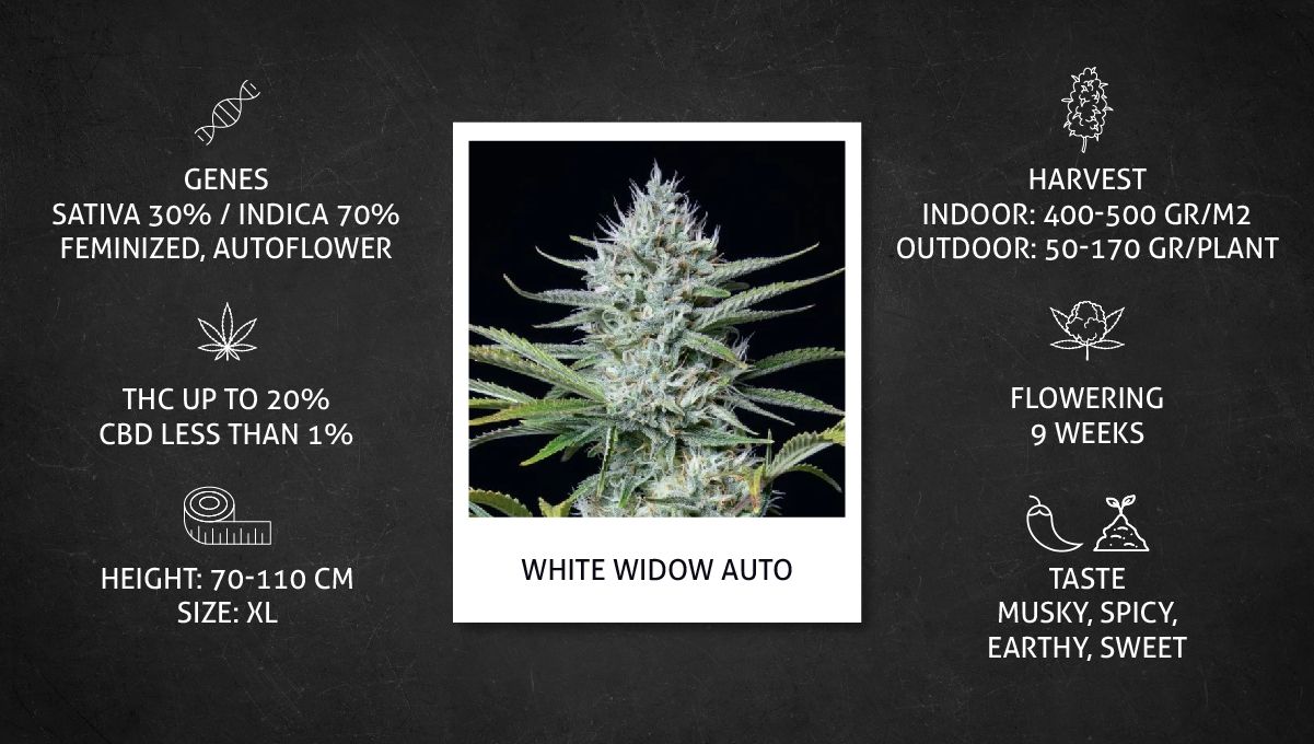 White Widow Auto Cannabis Strain specs sheet