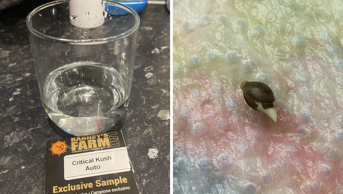 Critical Kush Auto cannabis strain: germination and seedling stage | week 1 | a glass of water for weed seed germination and a seed on a wet paper towel showing the taproot