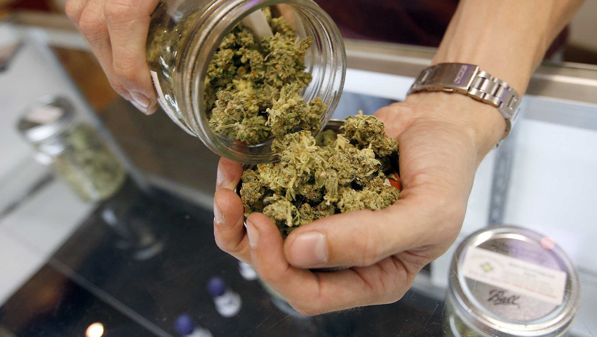 Germany Will Legalize Sales of Recreational Plants in Licensed Shops: Budtender's hands as he shakes a handful of plants buds out of a glass jar