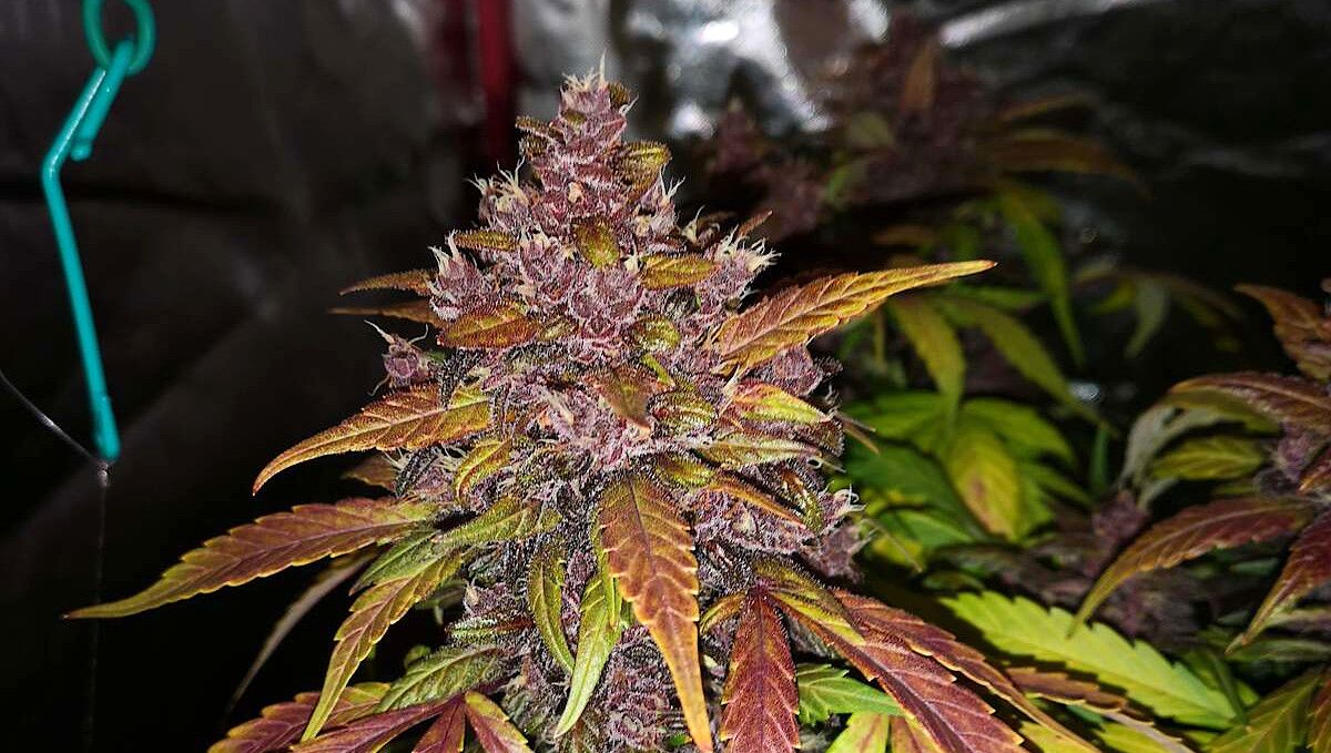 Blackberry Auto cannabis strain: ripening and harvest | weeks 10 | a closeup of a marijuana bud with purple calyces and multi-colored trim leaves