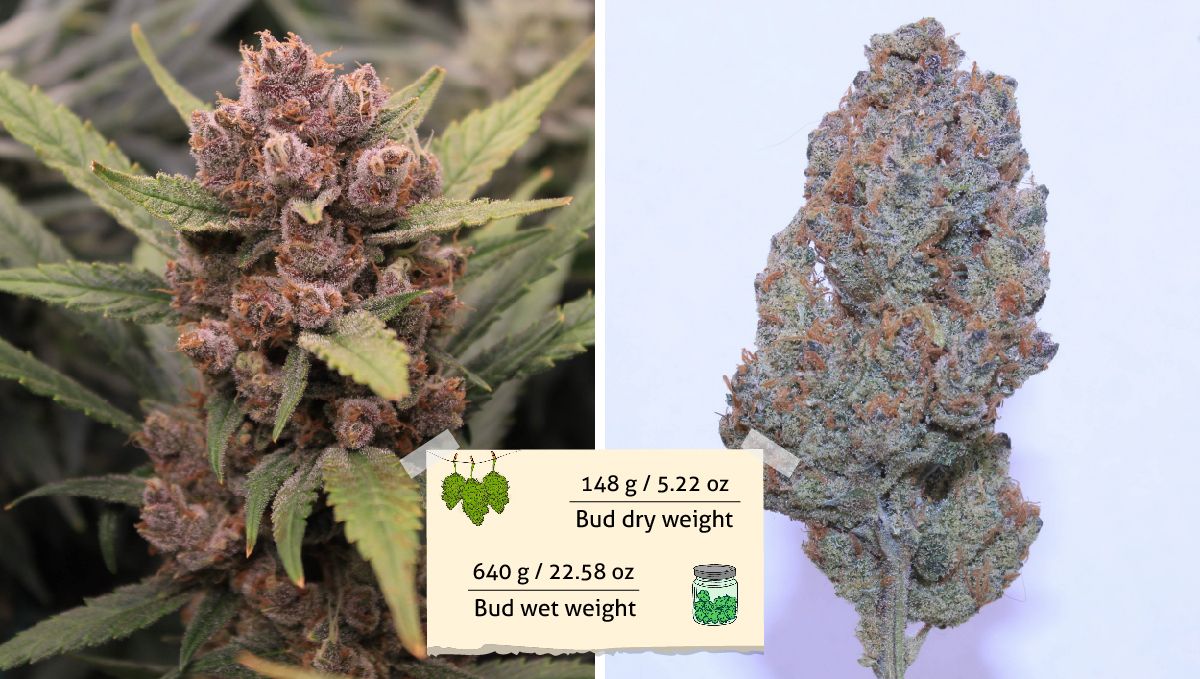 Tropicana Cookies Auto 수확: 익은 보라빛 꽃과 다듬어 말린 꽃 컷
