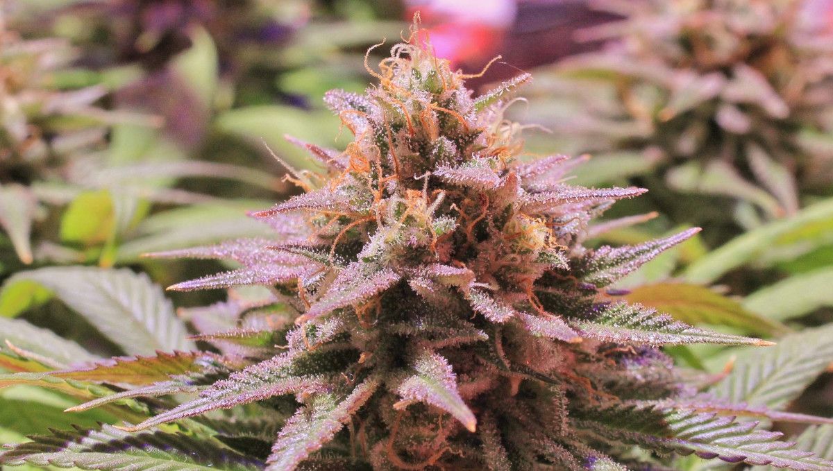 GG4 Sherbet FF cannabis strain: ripening and harvest | weeks 12 | a closeup of a mature pink-colored marijuana bud
