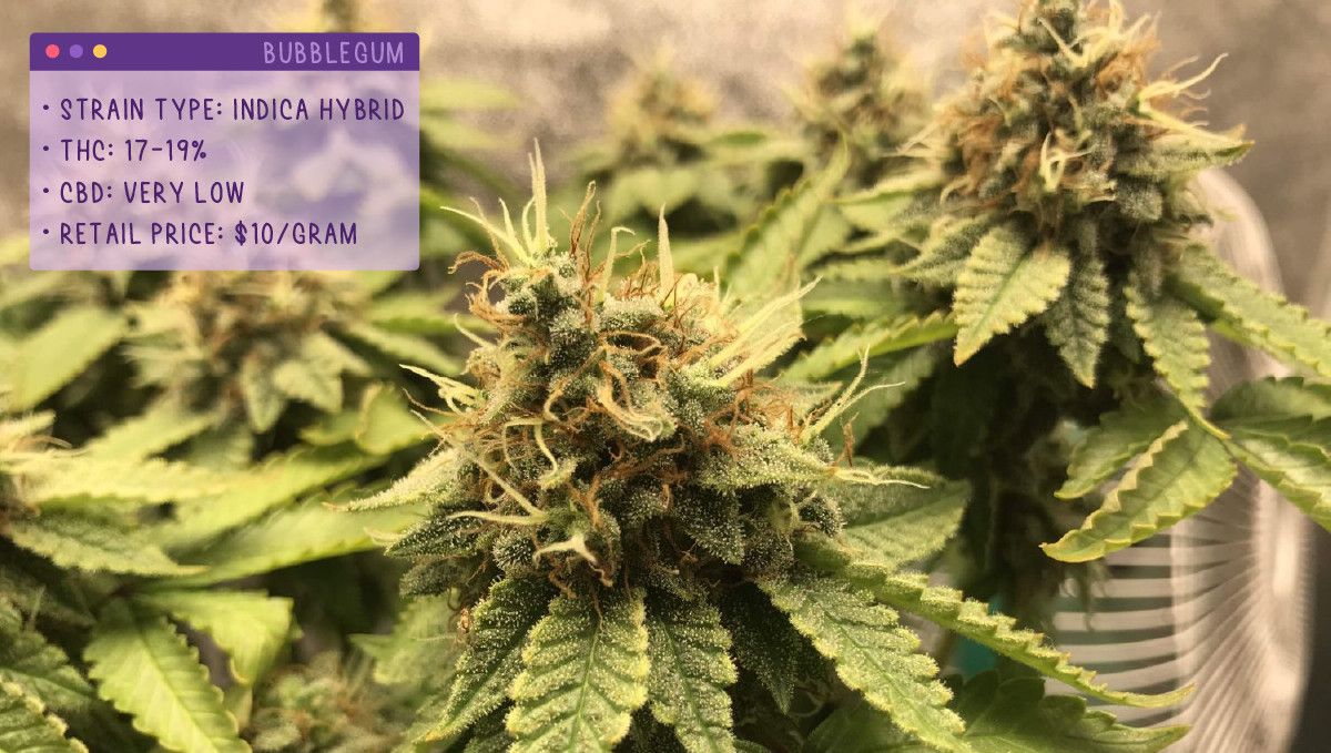 22 Beste Weed Sorten zum Probieren 2022: Bubblegum