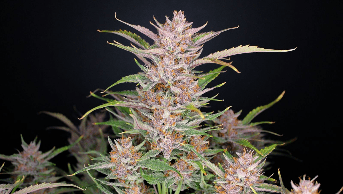 Top 5 best autoflowering strains for focus: gorilla punch auto