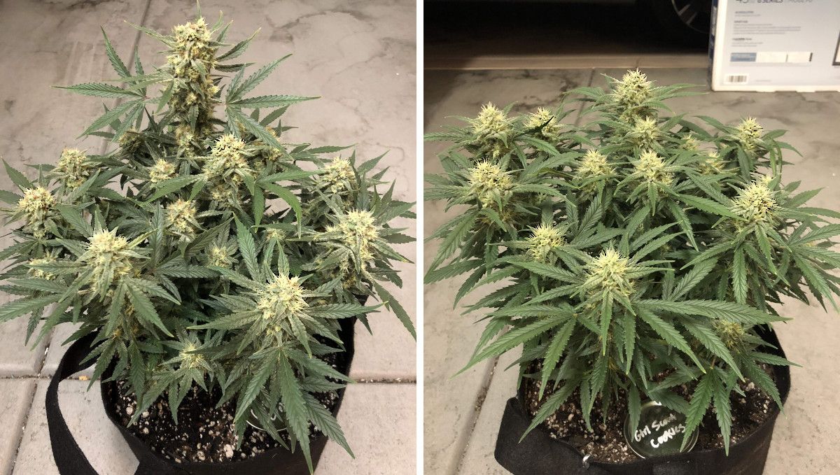 Girl Scout Cookies Auto Plants Seed Week-by-Week Guide: A side-by-side comparison of two indoor autos grown in smart pots, in later stages of flowering