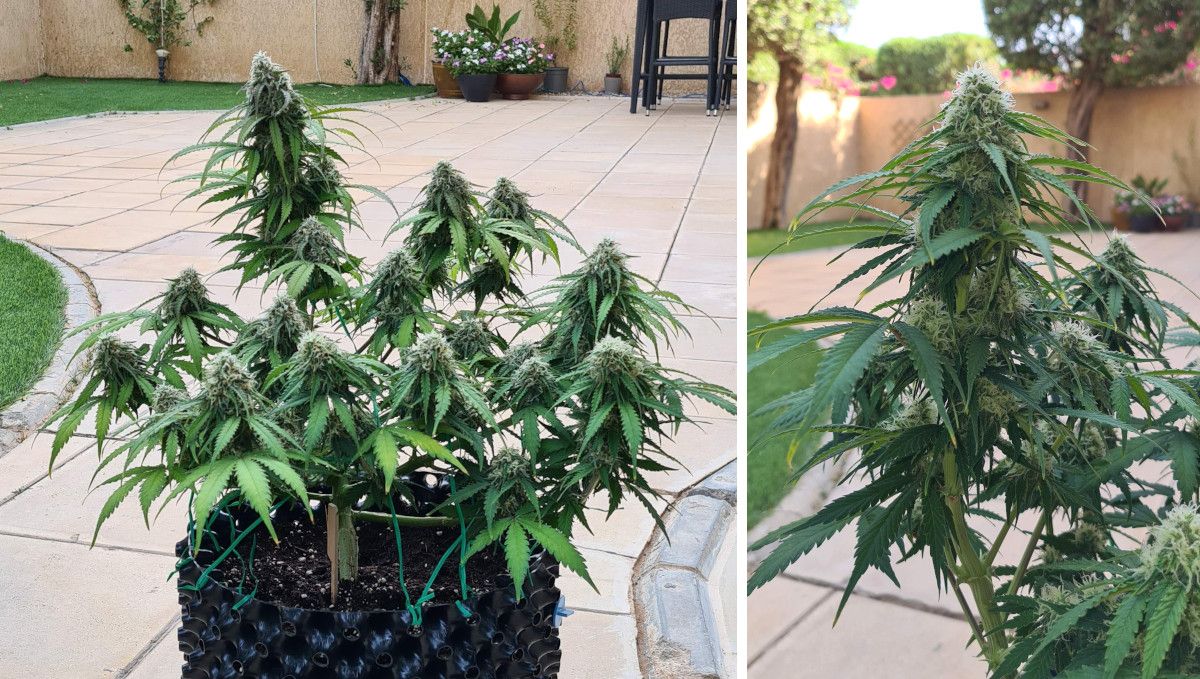 Super Lemon Haze Auto cannabis strain: mid flower (bulk phase) | weeks 8-9 | a small, well-trained maturing autoflower shot in the backyard and a closer look at one of its several colas