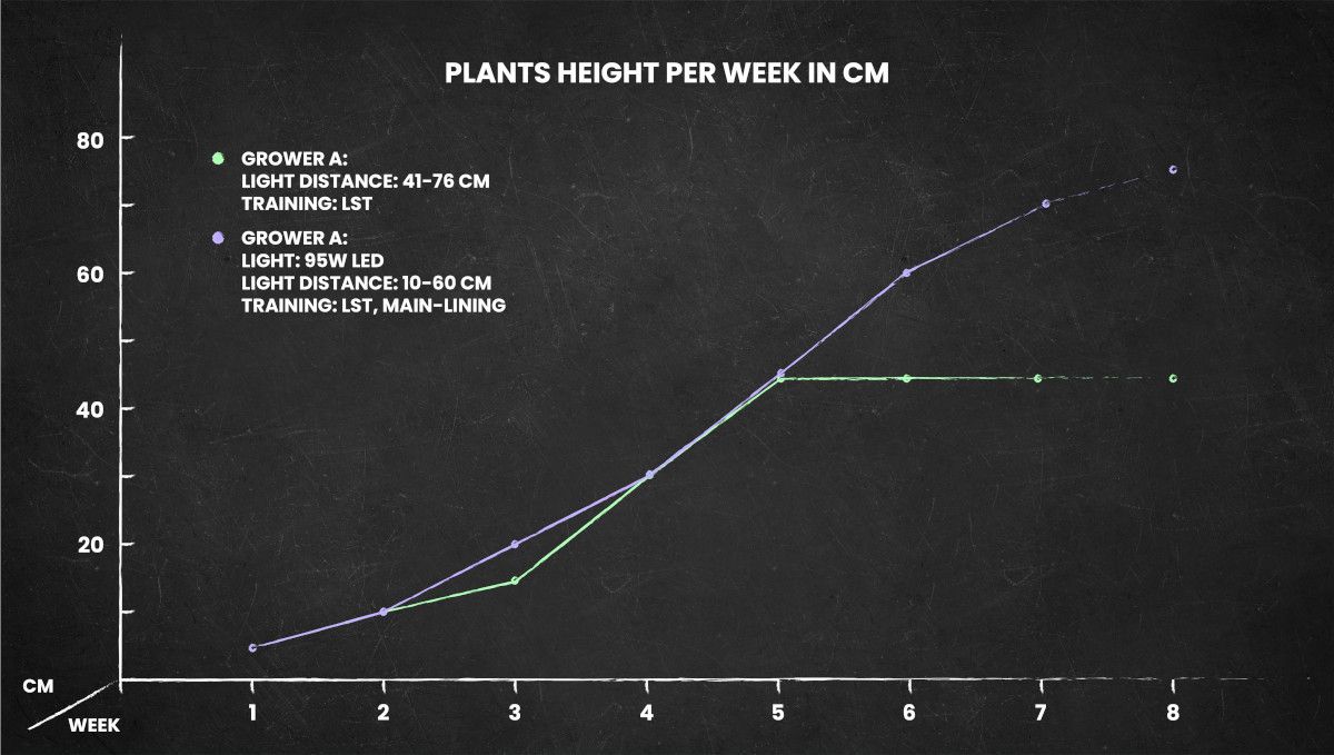 オートマザール大麻ストレイン：成長全期間の高さチャート