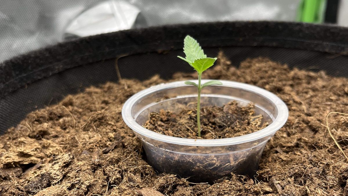 Amnesia Z Auto cannabis strain: germination and seedling stage | week 1 : a seedling that was started in a transparent solo cup and transferred into a bigger container