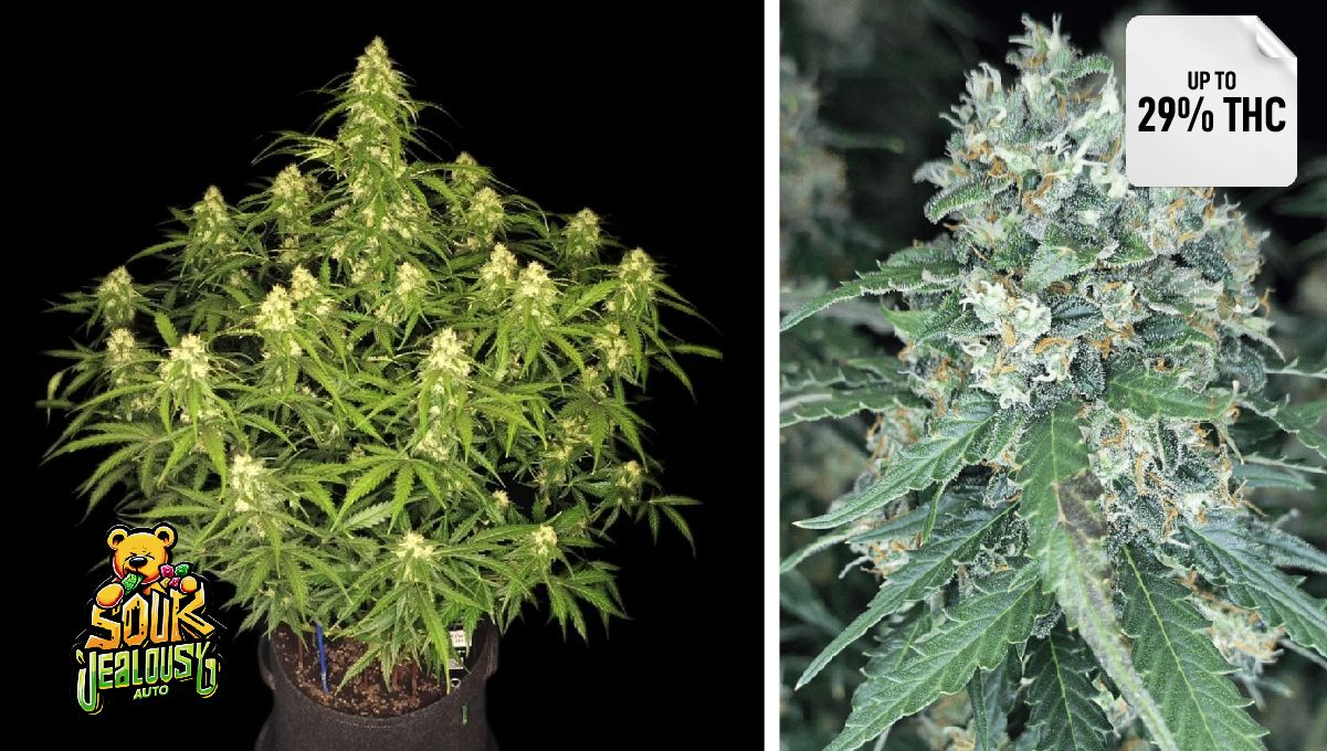 Sour Jealousy Auto&trade;