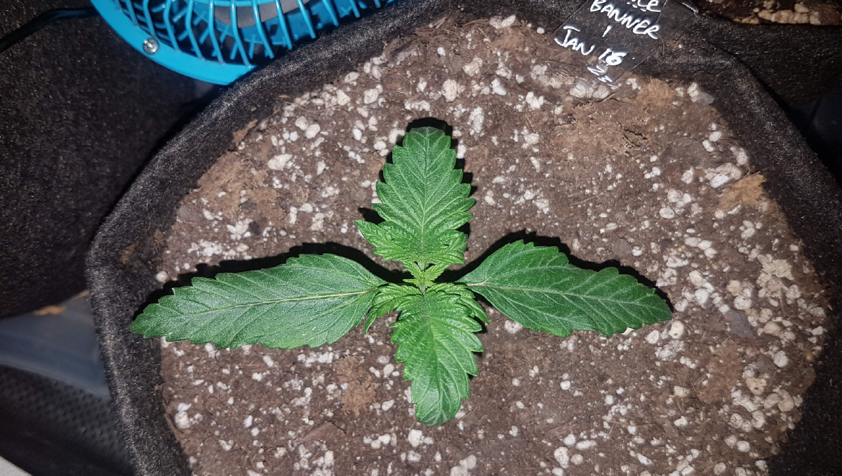 Bruce banner auto cannabis strain: early veg | week 2