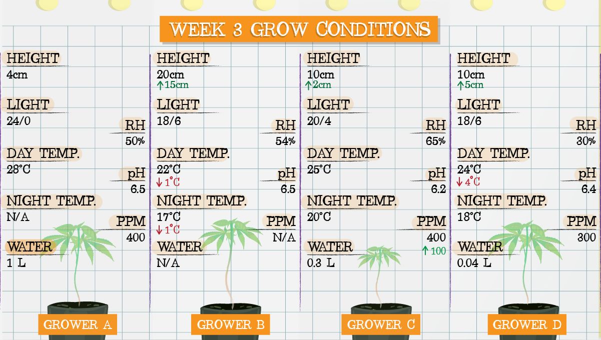 Forbidden Runtz Auto Plants Seed Week-by-Week Guide: Week 3 grow conditions