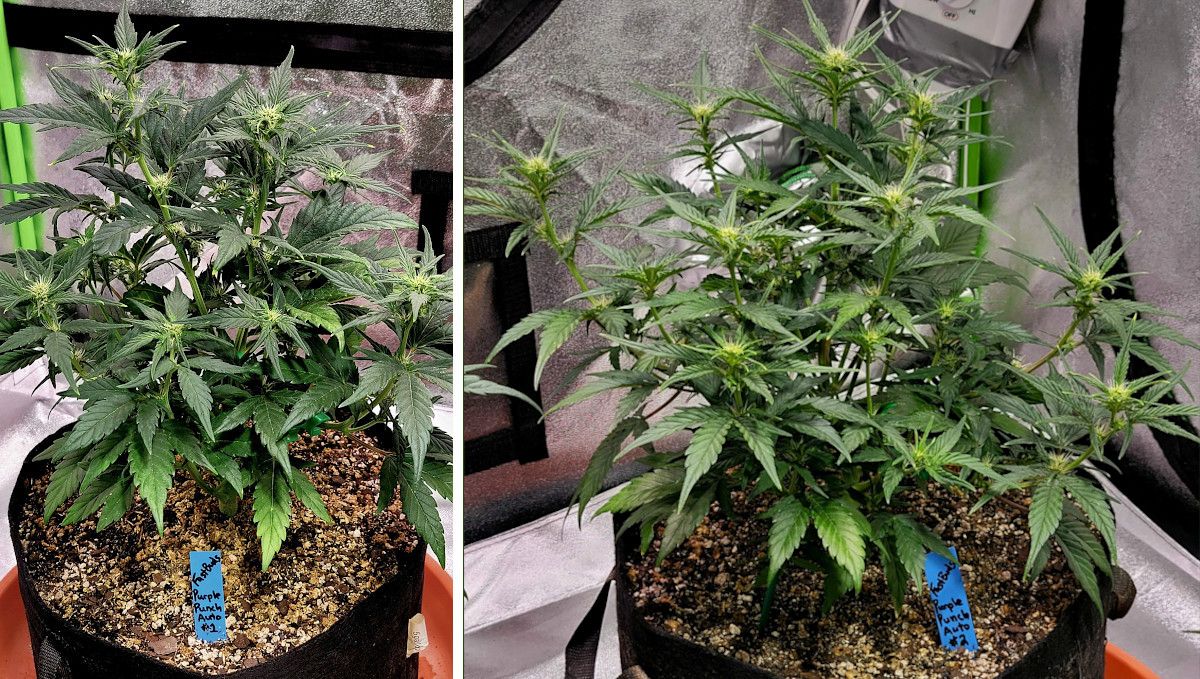 Purple Punch Auto Plants Seed Week-by-Week Guide: Two big and branchy indoor autos beginning to bud