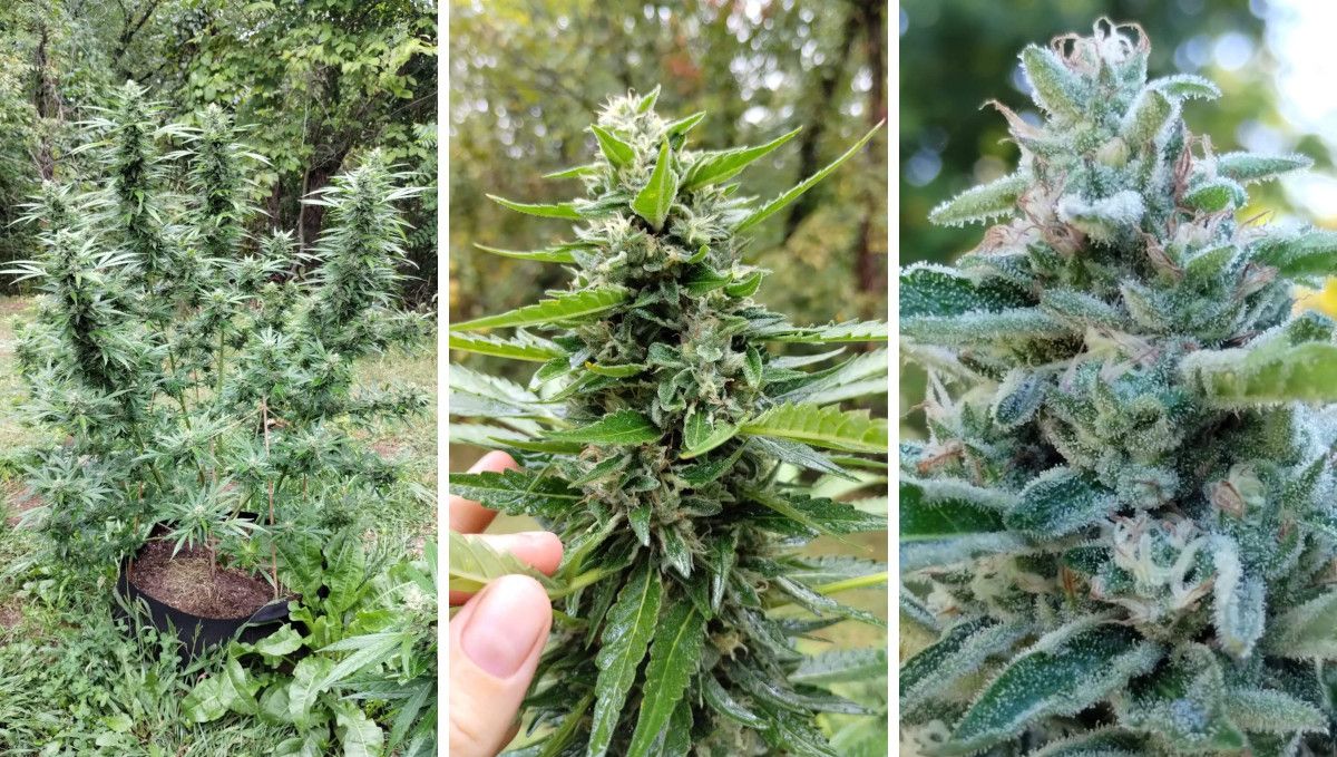 GG4 Sherbet FF cannabis strain: ripening and harvest | weeks 12 | an outdoor plant and its bud as harvest time is nearing