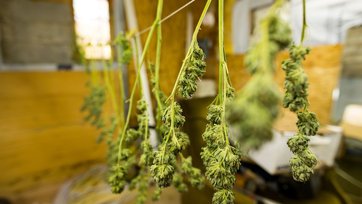 BubbleGum Auto: drying BubbleGum Auto: drying