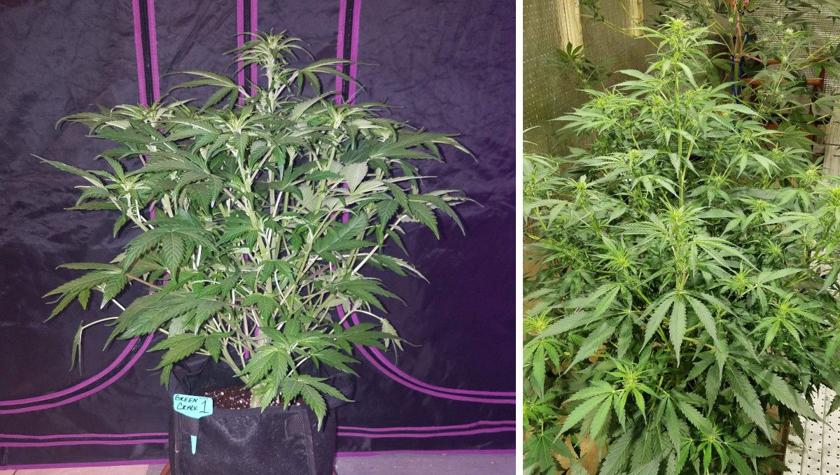 Green Crack Auto cannabis strain: transition (pre-flower) | week 5 | two indoor marijuana plants compared