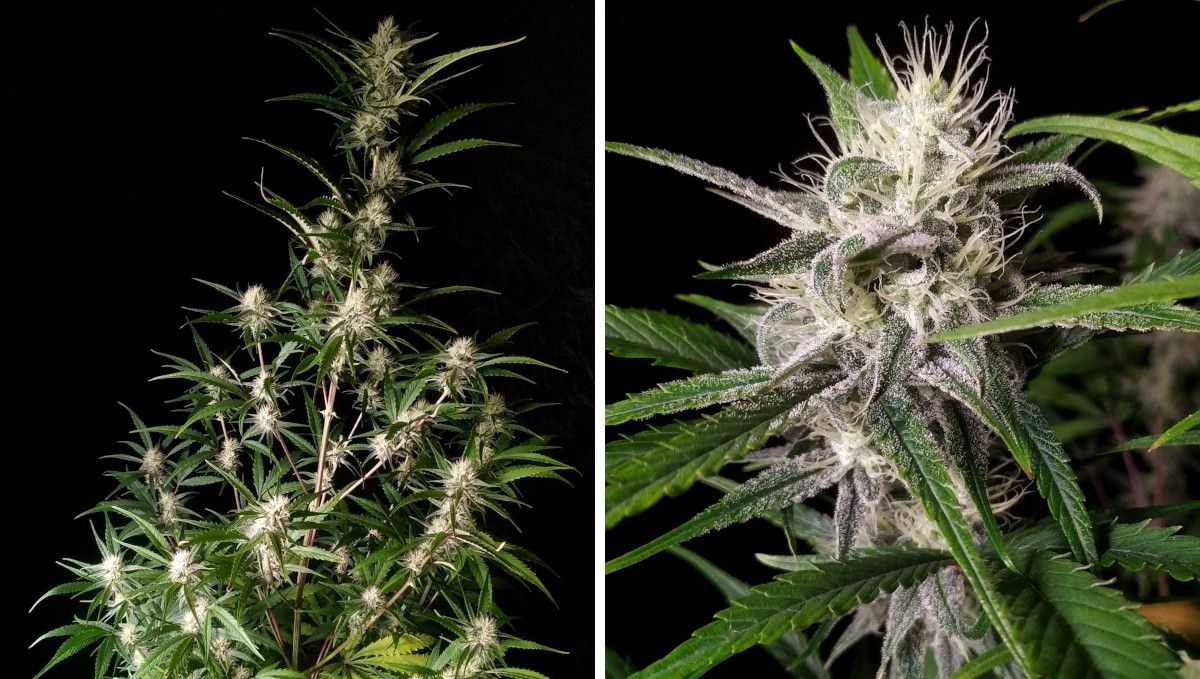 Strawberry Gorilla Auto Cannabissorte: Fr&uuml;he Bl&uuml;te | Wochen 6-7 | Das Bl&uuml;tenstretching