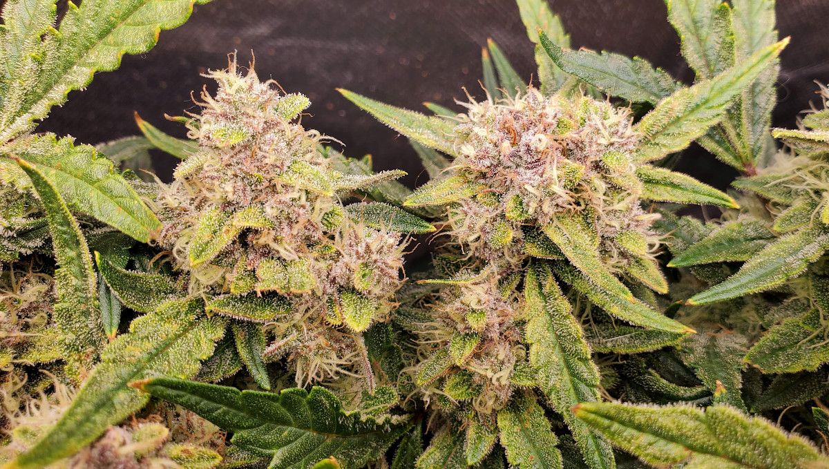 Purple Punch Auto Plants Seed Week-by-Week Guide: A closeup of a few mature plants colas with a beautiful pinkish purple tint