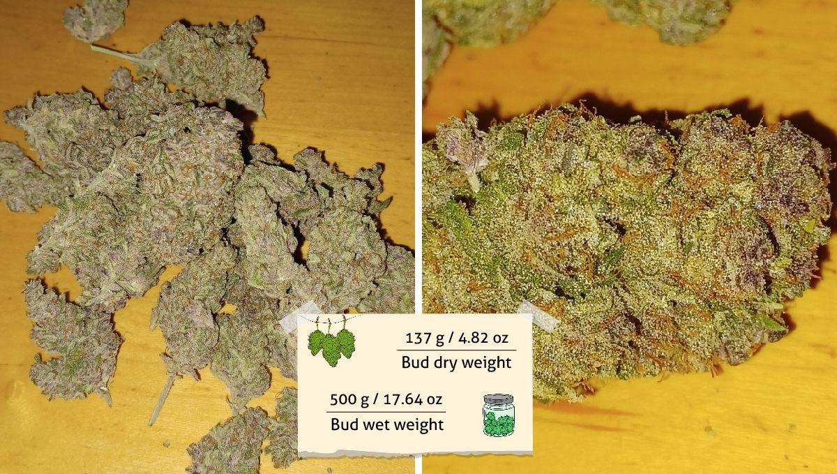 Tropicana Cookies Auto 수확: 다양한 크기의 건조 꽃과 근접 촬영