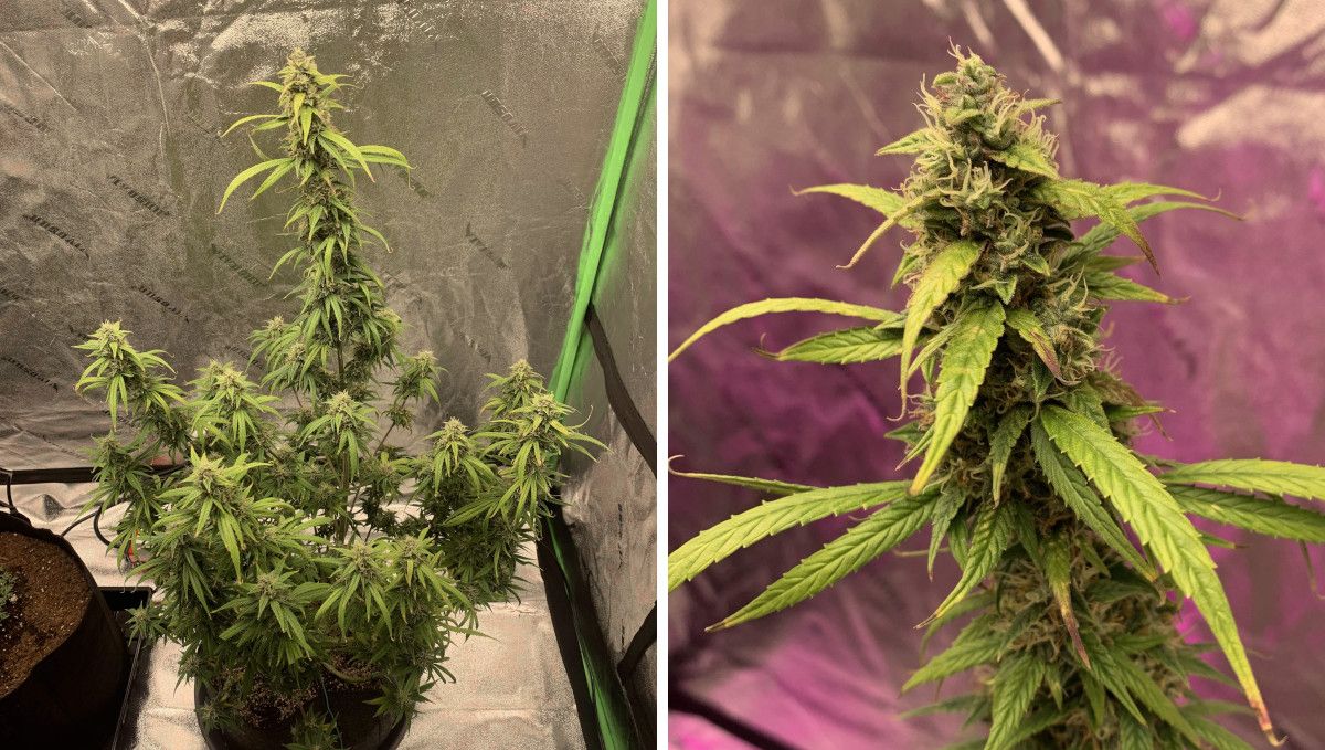 Strawberry Cheesecake Auto cannabis strain: mid flower (bulk phase) | weeks 8-9 | an autoflower in an indoor tent with slightly yellowing leaves and a towering central branch plus a closeup of its central bud as it comes nearer to maturity
