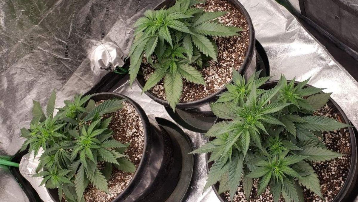 Tropicana Cookies FF cannabis strain: mid veg | weeks 3-6 | three untrained plants starting to bush out