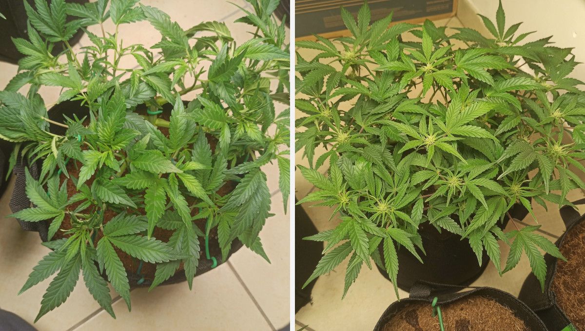Purple Punch Auto Plants Seed Week-by-Week Guide: A medium-size bushy auto growing in a fabric container entering the flowering stage