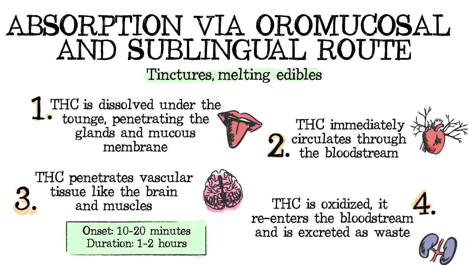 How cannabis can be absorbed: oromucosal and sublingual